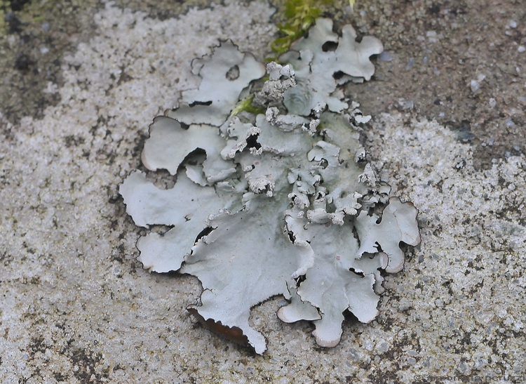 Se fosse una Parmelia crinita?